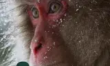 Animals Like
