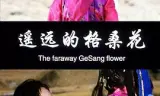 遥远的格桑花