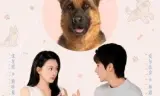 穿越汪星来爱你