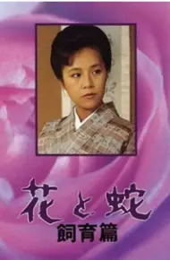 花与蛇 飼育篇