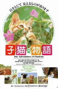 小猫的故事