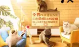 你好喵室友