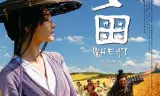 麦田