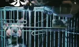 毛家