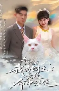 午夜缅因猫我的饲主竟是命中注定