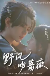 野风吻蔷薇