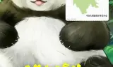 熊猫与你，滚滚而来！