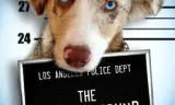 猎犬强盗