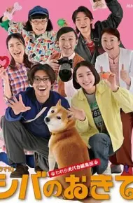 柴犬的规矩我们这群狗痴编辑部