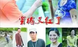 蜜橘又红了