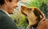 一条狗的回家路(国语版)