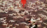 功夫小子闯情关