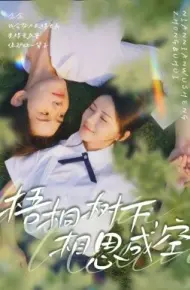 梧桐树下，相思成空