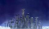 泰若星球