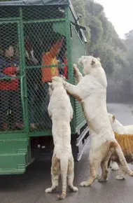 动物园的野生世界 第二季