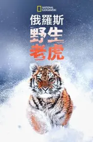 俄罗斯野生老虎